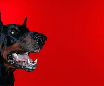A Dog on Red Background", 2004, 80 x 100 cm, print mounted on 3mm Al. composite board, with museum glass, edition 6 A Dog on Red Background", 2004, 80 x 100 cm, mounted on Al. composite board, museum glass, edition 6